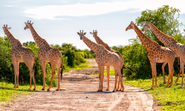 giraffe