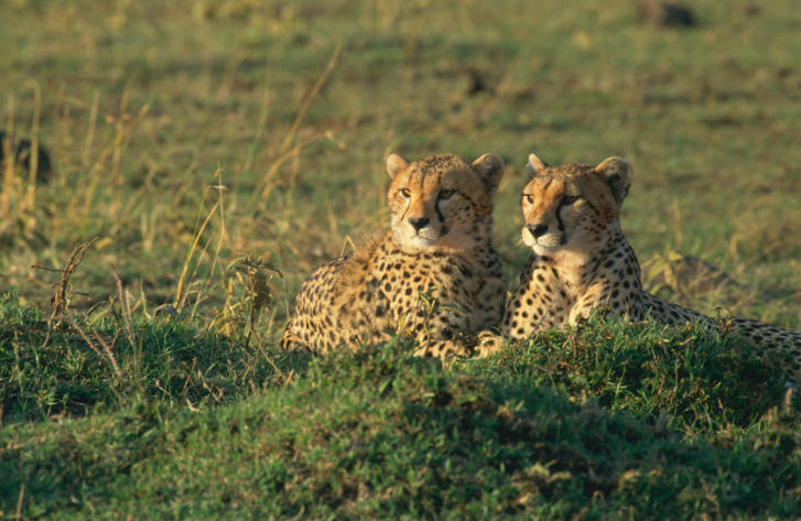 cheetah