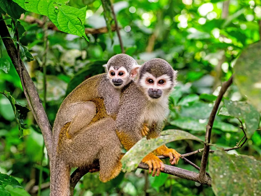 monkey