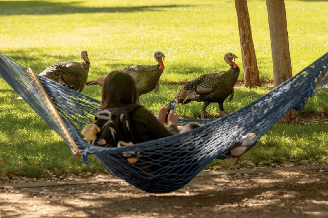 Person in blue hammock in sunlit park while three guineafowl forage nearby