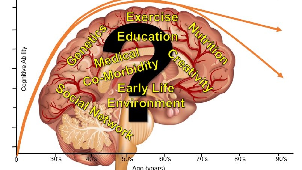 Trajectories of cognitive aging graph 