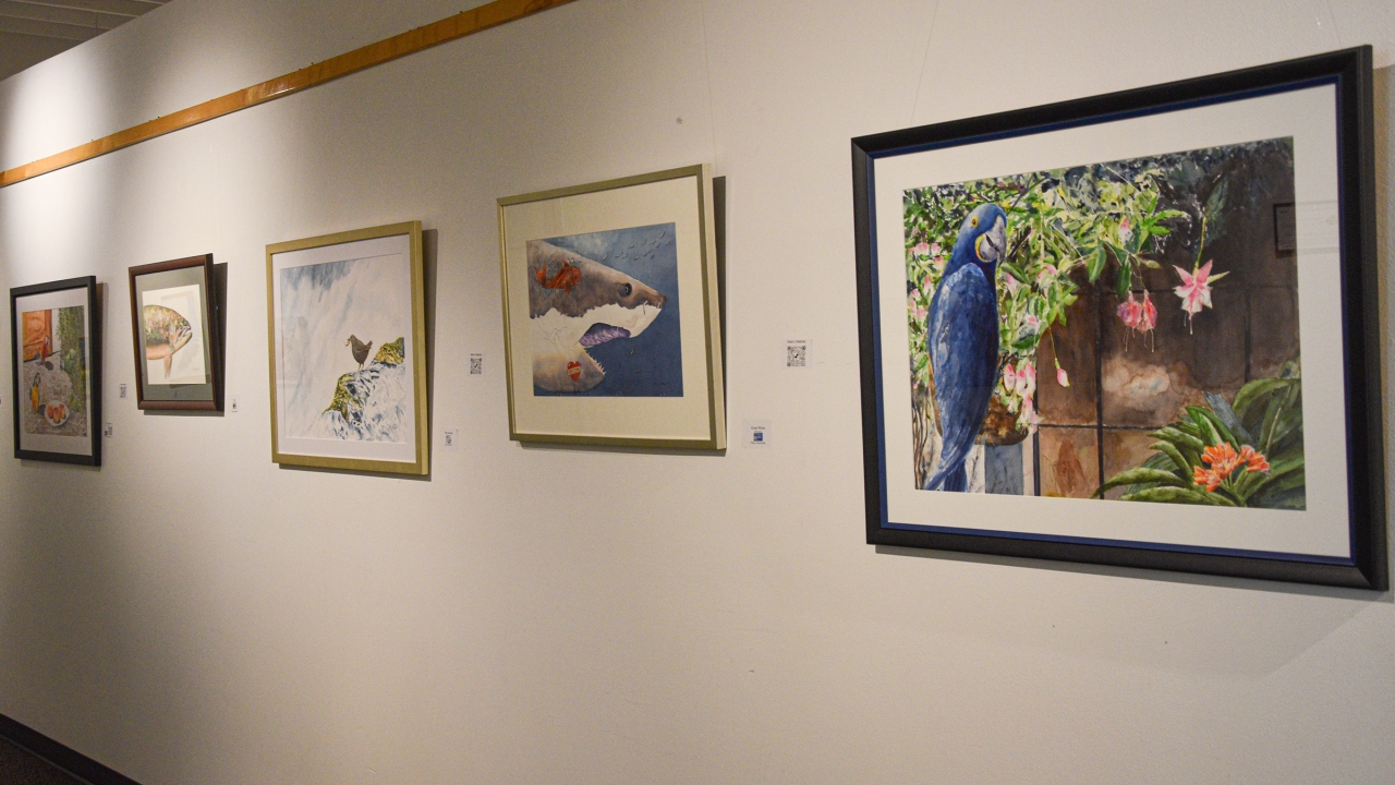 A wall lined with framed watercolor paintings.