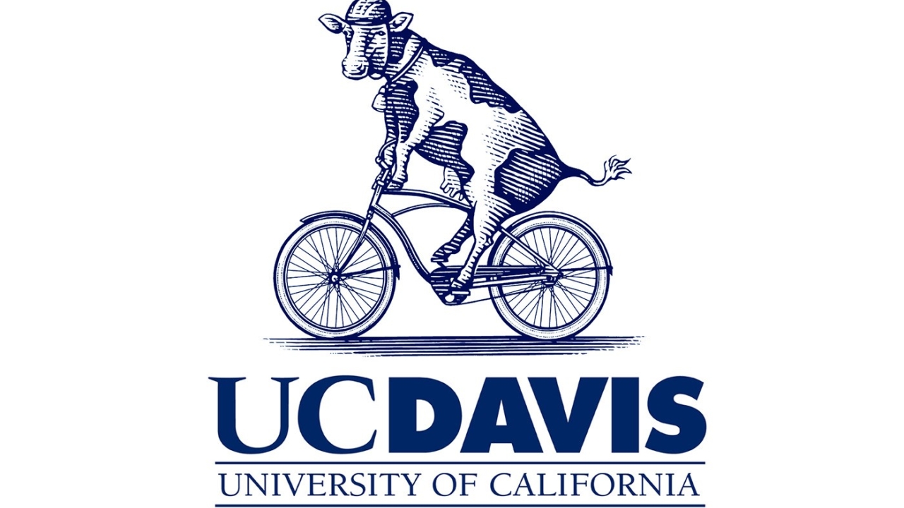 cow on a bike