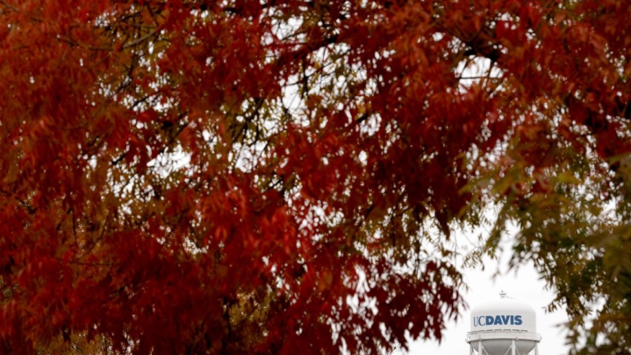 UC Davis Watertower surrounded by fall leaves