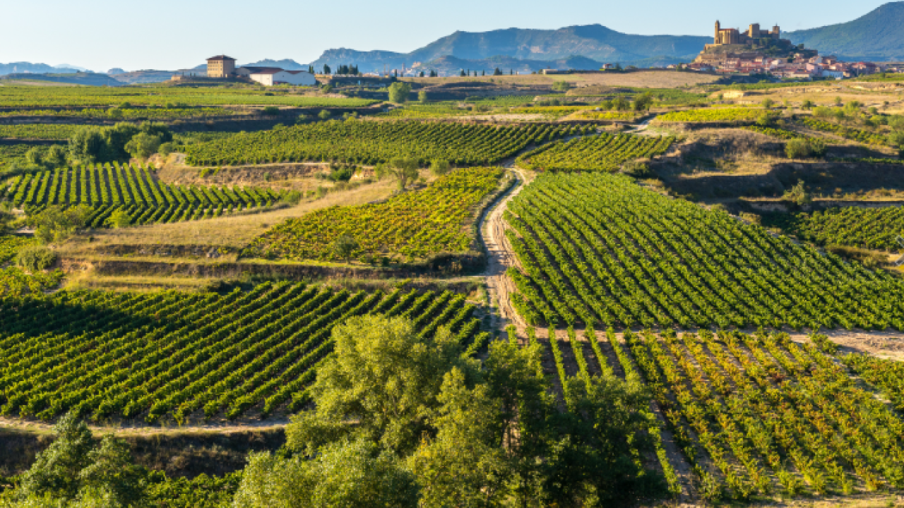 wine field
