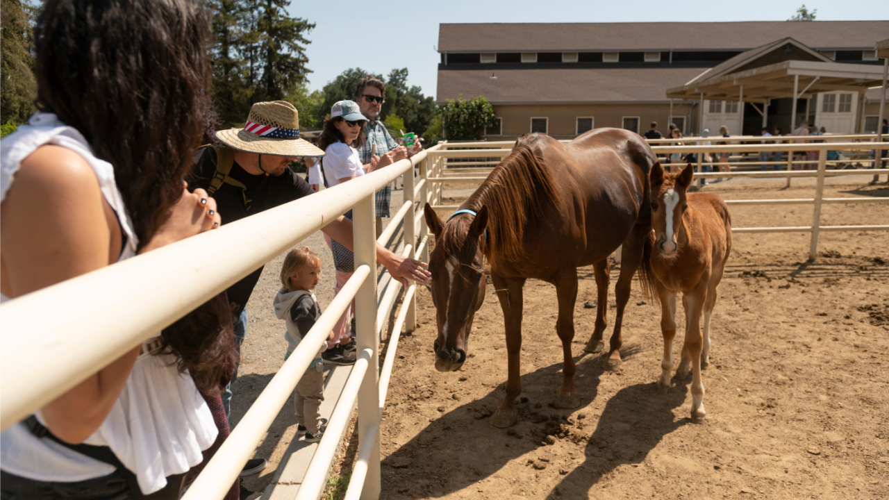 Photo of two horses and people standing behind their enclosure watching them