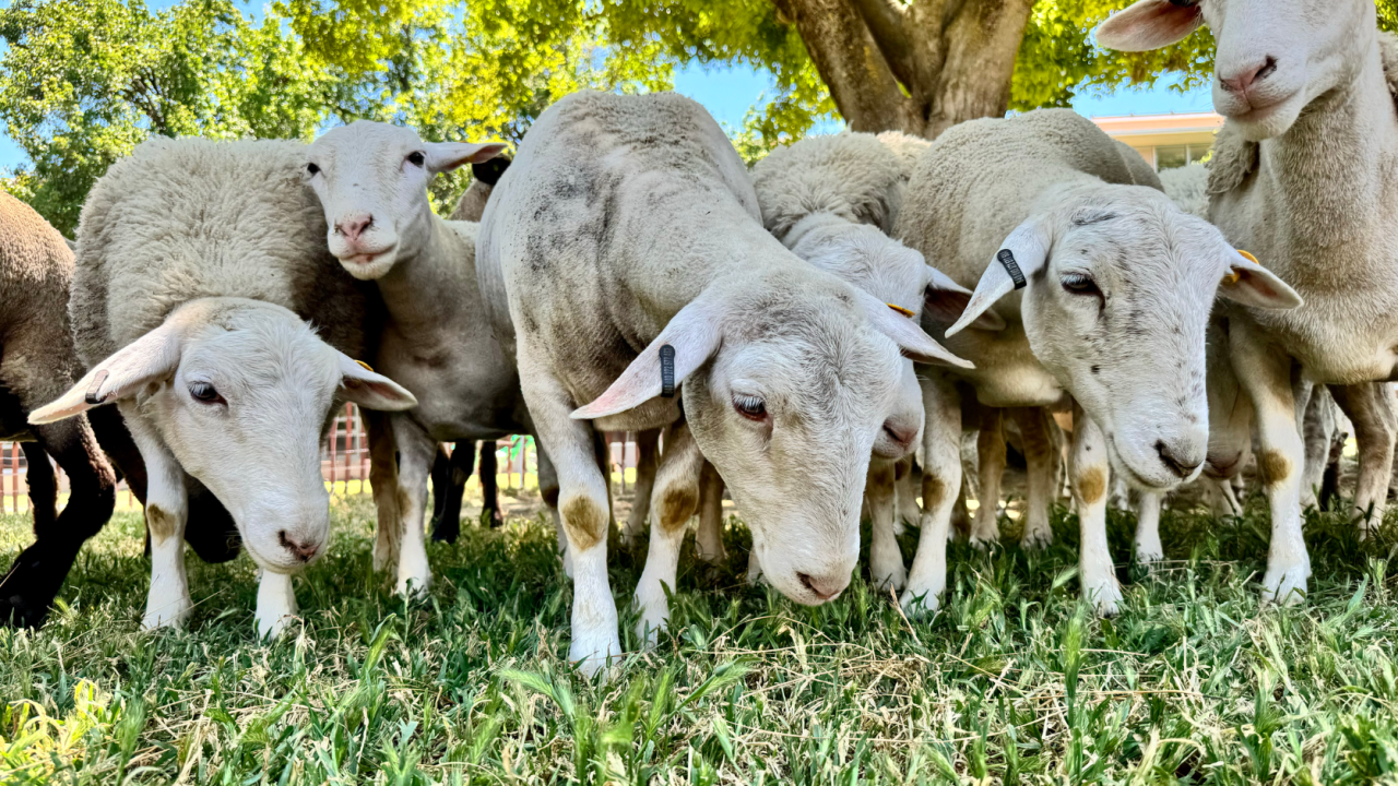 Sheep grazing on grass