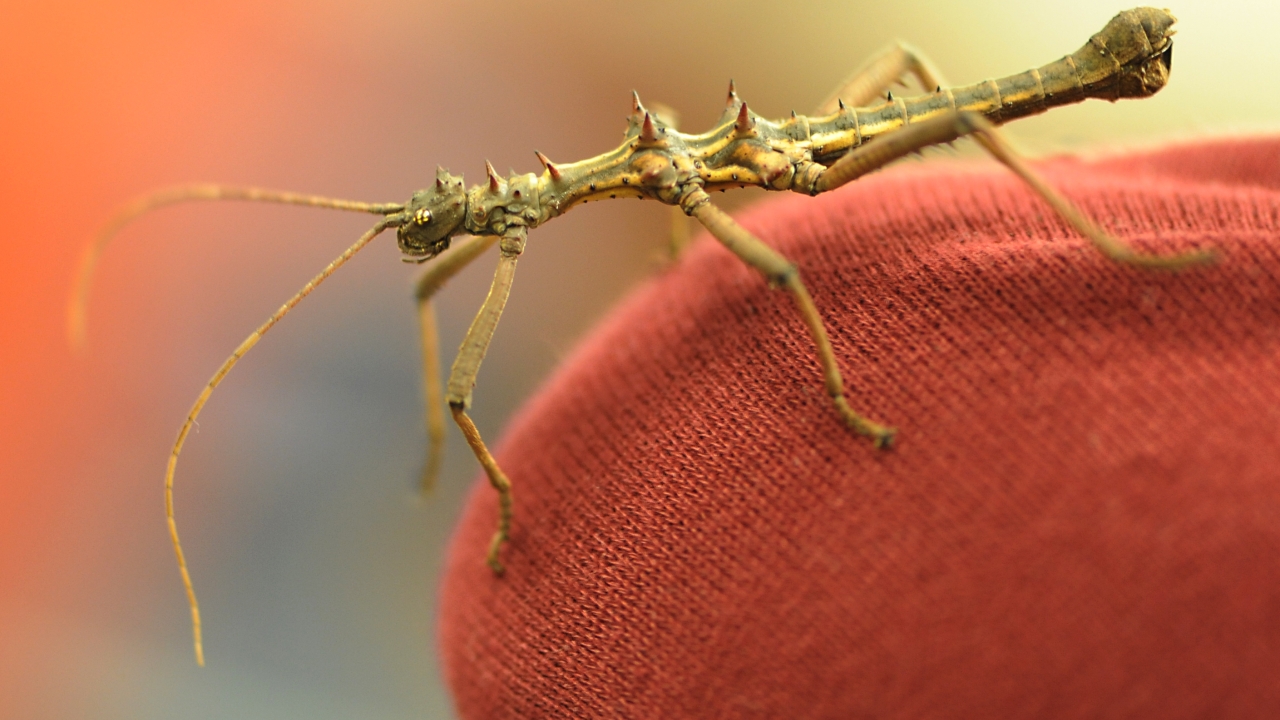 Bohart Museum of Entomology Open Hours