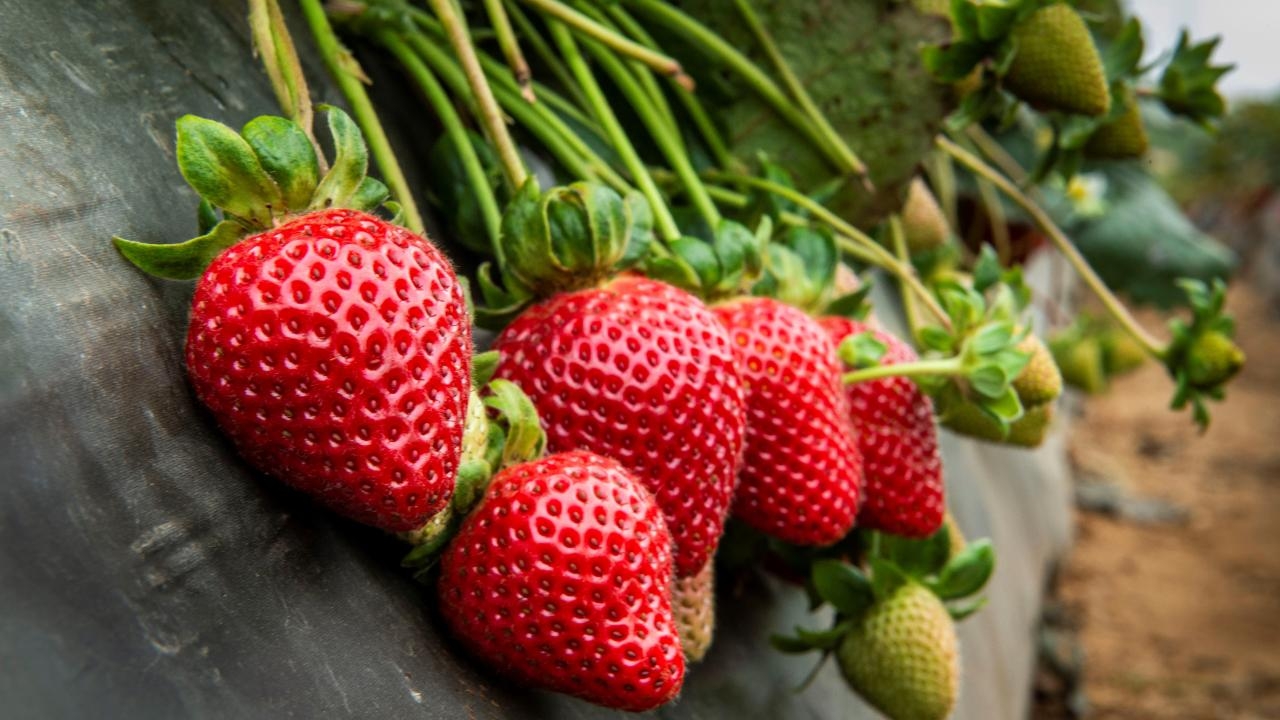 picture of strawberries