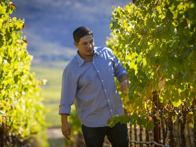 Man inspecting grapevines while walking between sunlit vineyard rows