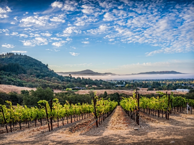Green vineyard rows toward rolling hills and a distant blue coast under clouded sky
