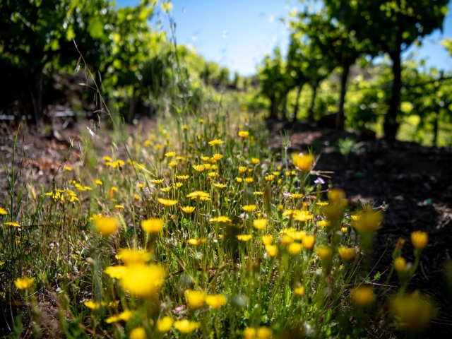 Yellow wildflowers in foreground with sunlit vineyard rows receding under blue sky
