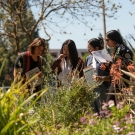 Four students in the Biological Orchard Gardens on the UC Davis campus.