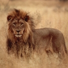 lion