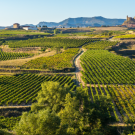 wine field
