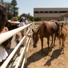 Photo of two horses and people standing behind their enclosure watching them
