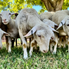Sheep grazing on grass