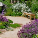 UC Davis Arboretum